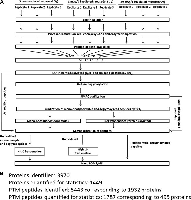 Proteomics workflow used in this study.