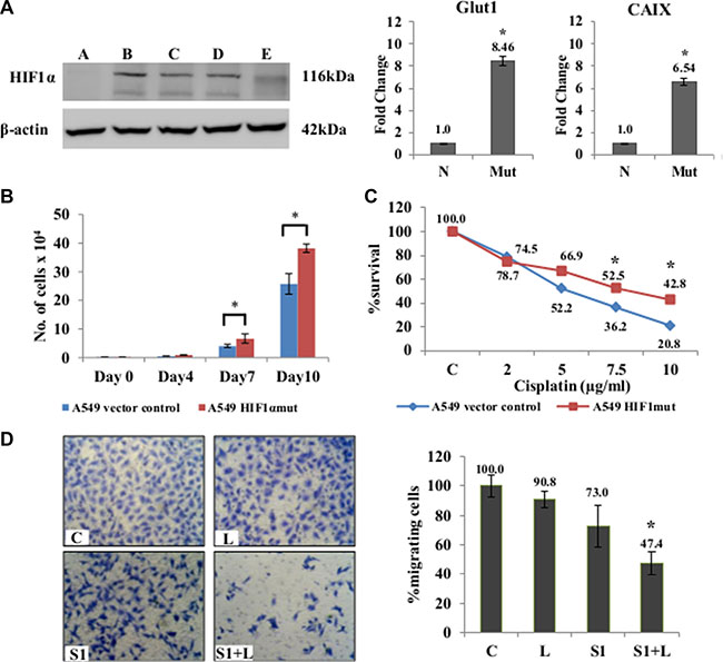 Effects of combination treatment in mutant-HIF1&#x03B1; expressing A549 cells.