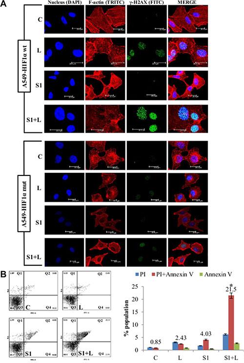 Cell death and DNA damage in response to treatment in A549/HIF1&#x03B1; mut cells.