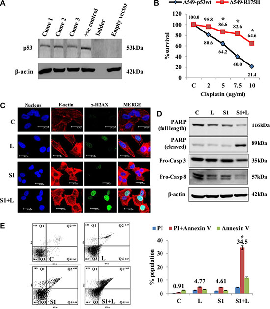 Cell death and DNA damage in response to treatment in A549/p53 dominant-negative cells.