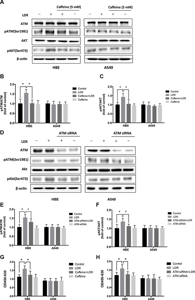 LDR induces ATM and AKT phosphorylation in HBE cells but not in A549 cells.