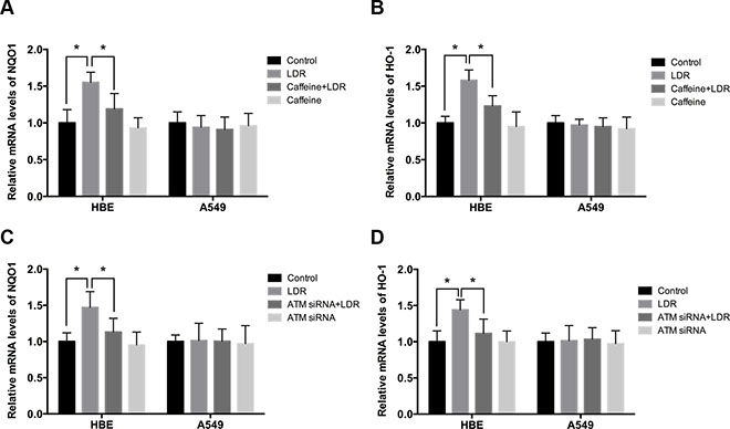 LDR increases transcript levels of Nrf2-dependent antioxidants via ATM-mediated signaling in HBE cells but not in A549 cells.