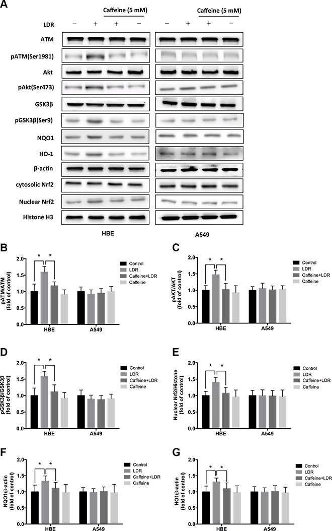 ATM inhibition with caffeine abolished LDR-induced phosphorylation of AKT and GSK-3&#x03B2;, nuclear accumulation of Nrf2, and expression of antioxidants in HBE cells but not in A549 cells.