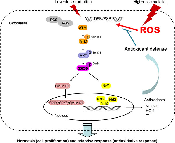 Model of LDR-induced hormesis and adaptive response in normal cells but not in cancer cells.