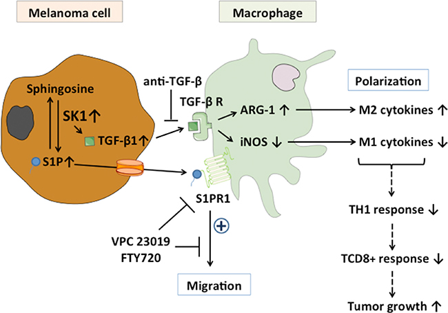 Role of melanoma SK1/S1P on macrophage migration and polarization Expression of TGF-&#x03B2;1 in melanoma cells is activated by the SK1/S1P pathway.