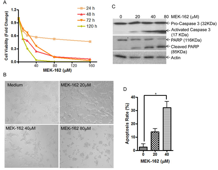 MEK-162 treatment inhibits murine pituitary corticotroph tumor cell proliferation