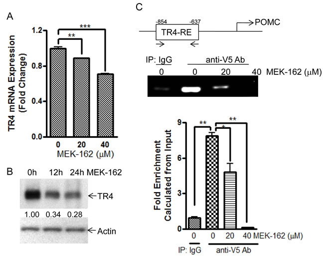 MEK-162 treatment reduces TR4 expression and inhibits binding to POMC promoter.