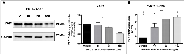 Inhibition of the Wnt/beta-catenin signaling by PNU-74654 impairs YAP1 expression in NCI-H295 ACC cell line.