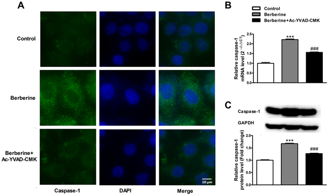 Caspase-1 inhibitor Ac-YVAD-CMK reverses the inhibitory effect of berberine on caspase-1 expression in HepG2 cells.
