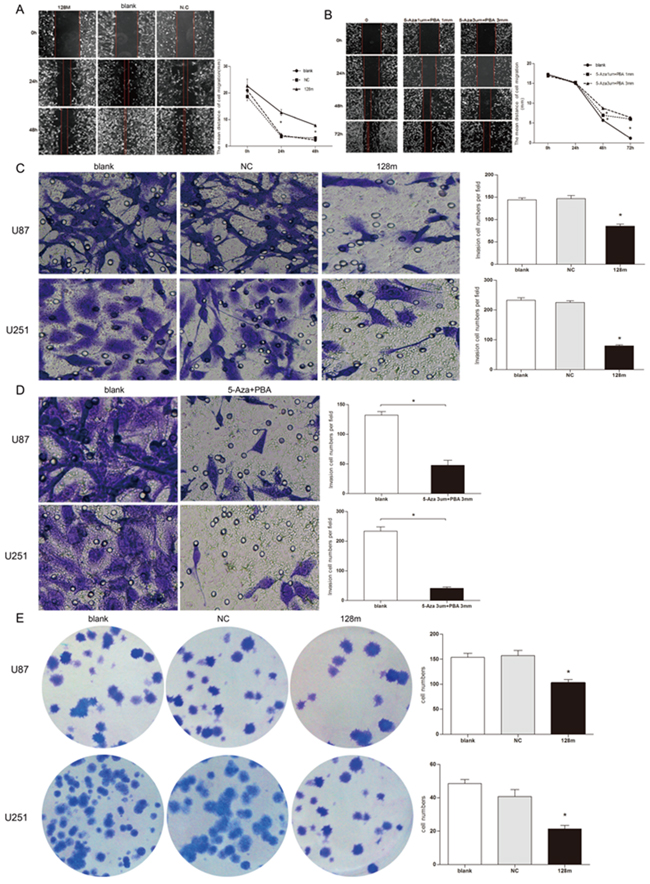 miR128-1 overexpression suppressed migration, invasion and clonogenesis of glioma cells.