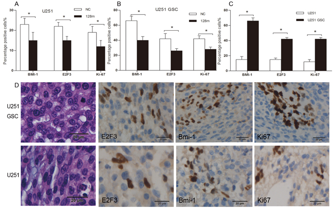 Overexpression of miR128-1 inhibited the growth of nude mice xenografts and decreased the expression of BMI1, E2F3 and Ki67.