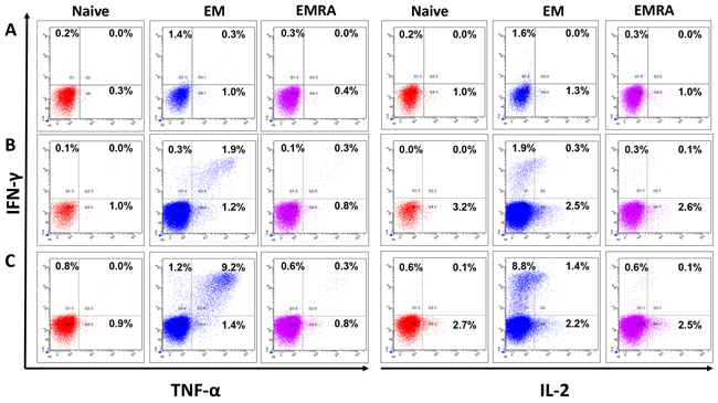 Multifunctional JCV-specific CD8+ T cells: The ability of epitope-specific CD8+ T cells to secrete the cytokines IFN-&#x03B3;, TNF-&#x03B1; and IL-2 after stimulation with peptides was evaluated by intracellular flow cytometry staining.