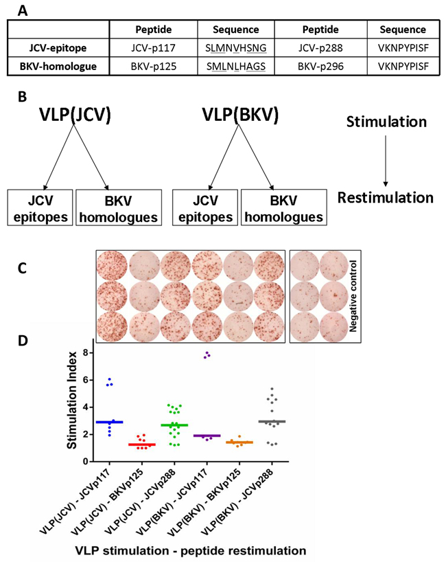 JCV-specific CD8+ T cells are cross-reactive towards VP1 protein VLPs derived from both JCV and BKV.