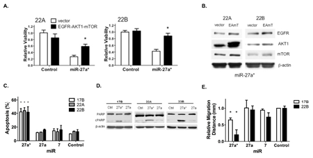 Overexpression of EGFR axis signaling components reverses the loss of HNSCC cell viability mediated by miR-27a*, which increases apoptosis and reduces migration.