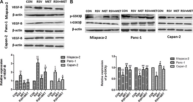 Effect of RSV and MET alone or combination treatment on VEGF-B signaling pathway in PaCa cells.