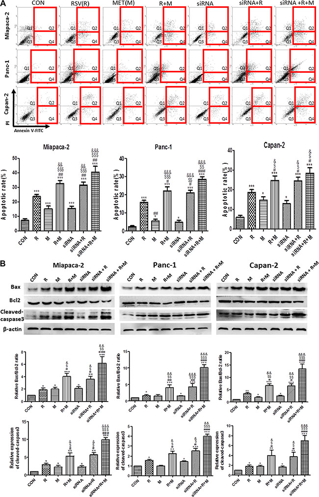 Effect of RSV, MET and VEGF-B siRNA alone or combination treatment on apoptosis of PaCa cells.