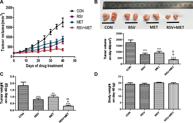 Effect of RSV and MET alone or combination treatment on tumor growth in xenografts model.