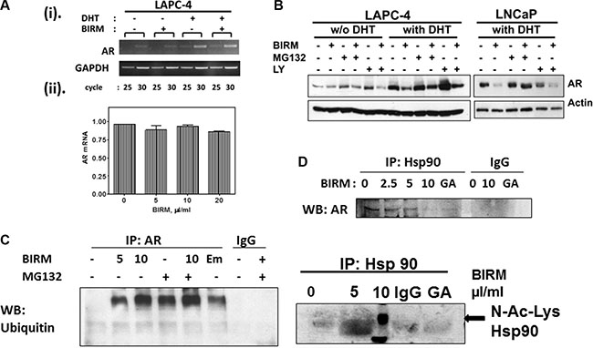 BIRM induced decrease in AR is due to increased proteasomal degradation of AR.