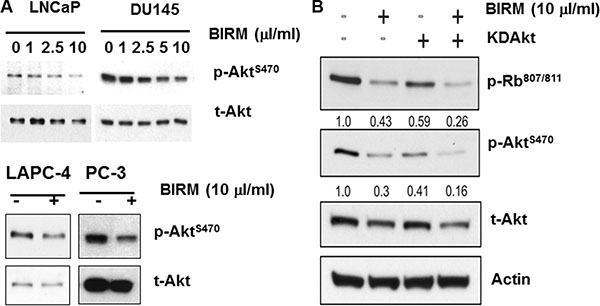 Effect of BIRM in phosphorylation of Akt.