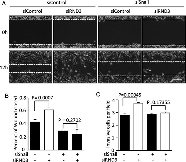 Knockdown of Snail1 diminished the promotion of RND3 deficiency-induced GBM cell migration and invasion.