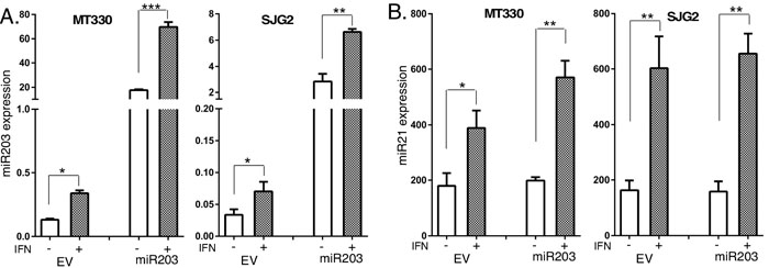 IFN induces miR203 expression.