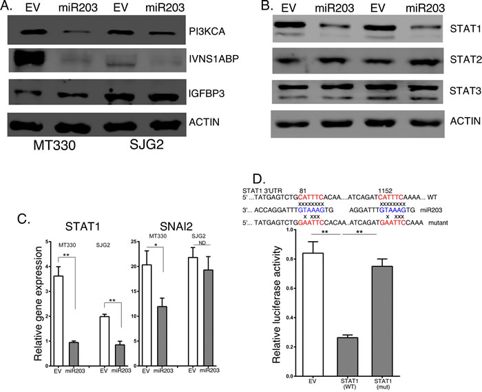 The effects of enforced miR203 expression on target genes.