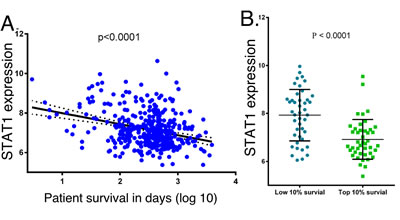 STAT1 expression in cancer patient samples, and the relationship to patient survival.