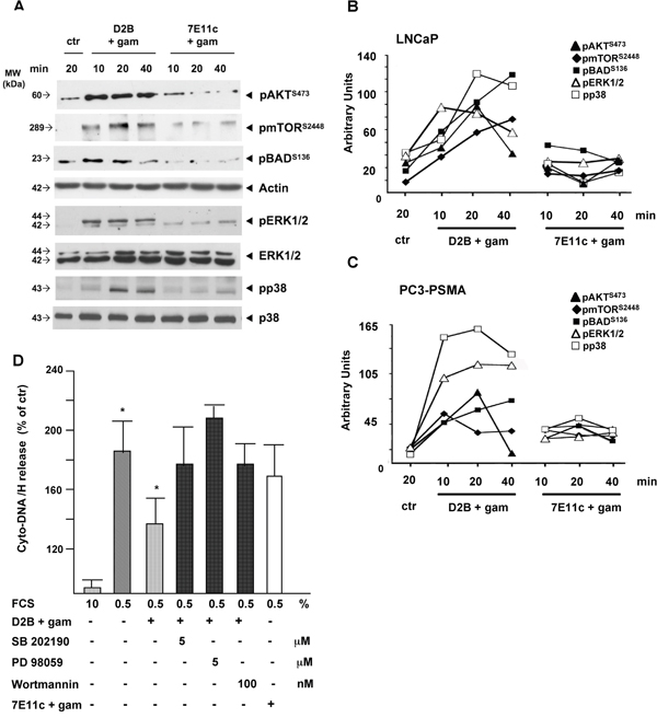 PSMA cross-linking activates AKT and MAPK pathways in the same cell population thereby counteracting apoptotic stimuli.