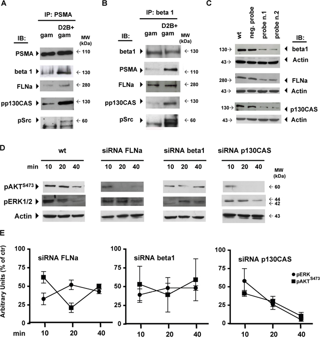 PSMA cross-linking triggers the assembly of a macromolecular complex regulating AKT and ERK1/2 activation.