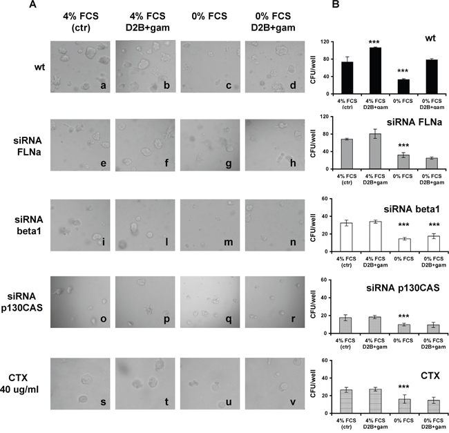 FLNa, beta1, p130CAS silencing or treatment with Cetuximab (CTX) hamper LNCaP cells growth in 3D cultures and abrogates the promoting or rescuing ability of PSMA cross-linking.