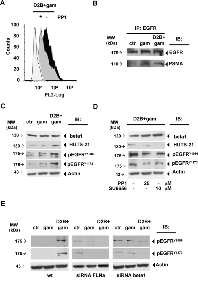 PSMA cross-linking induces beta1 activation and phosphorylation at Y1086 and Y1173 of EGFR associated to the complex.