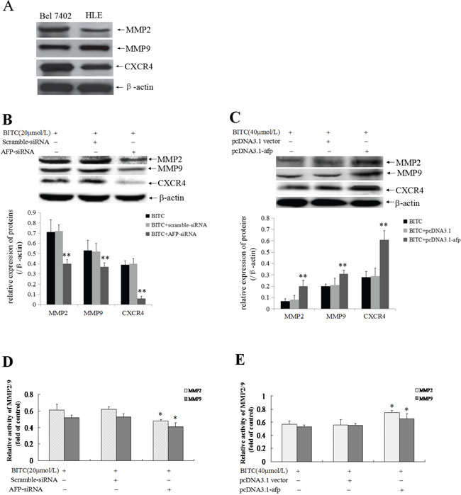 Influence of AFP on BITC regulation of MMP2/9 and CXCR4 expression and MMP2/9 activity in Bel 7402 and HLE cells.