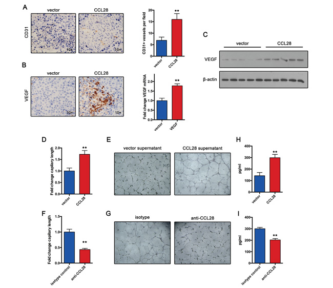 CCL28 enhances Treg-induced angiogenesis.