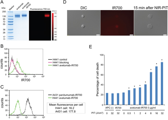 Confirmation of PD-L1 expression as a target for NIR-PIT in H441 cells, and evaluation of in vitro NIR-PIT.