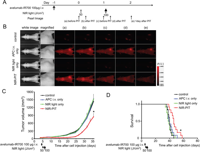 In vivo effect of NIR-PIT for H441 tumor.