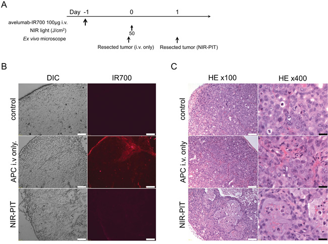 In vivo histological fluorescence distribution and histological NIR-PIT effect.