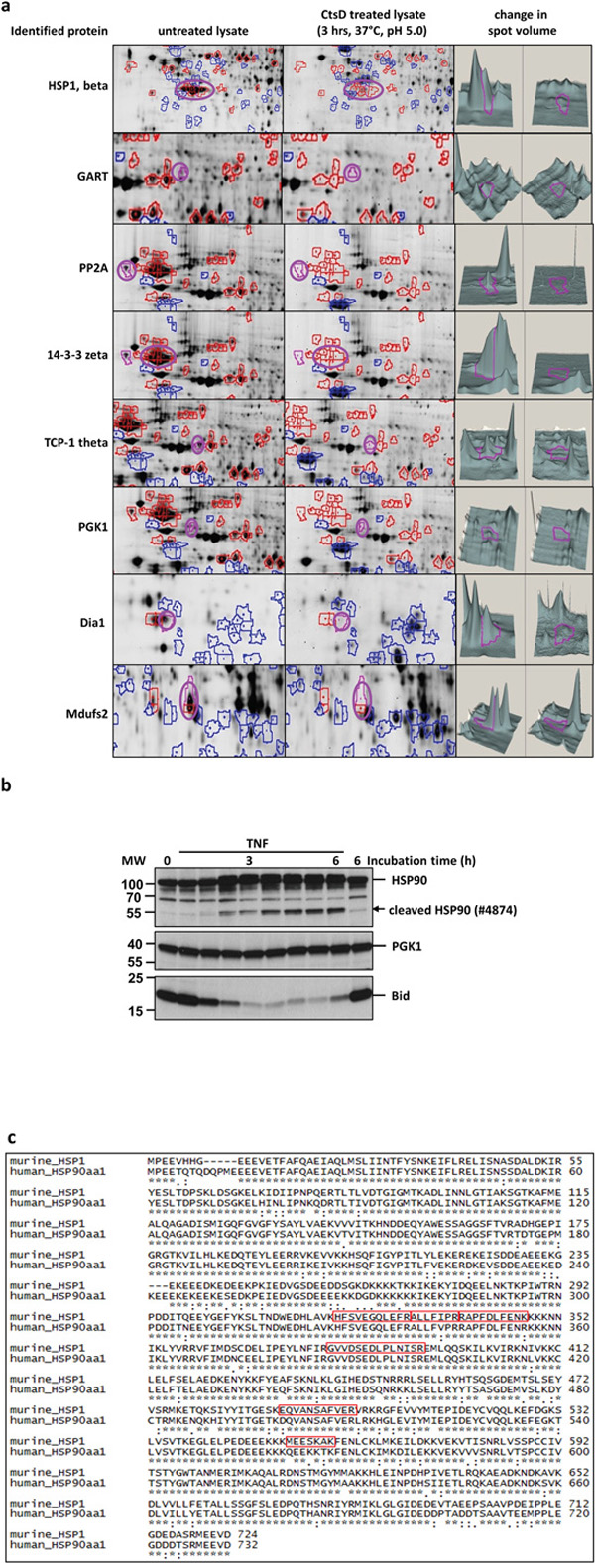 Identification of novel Cathepsin D substrates.