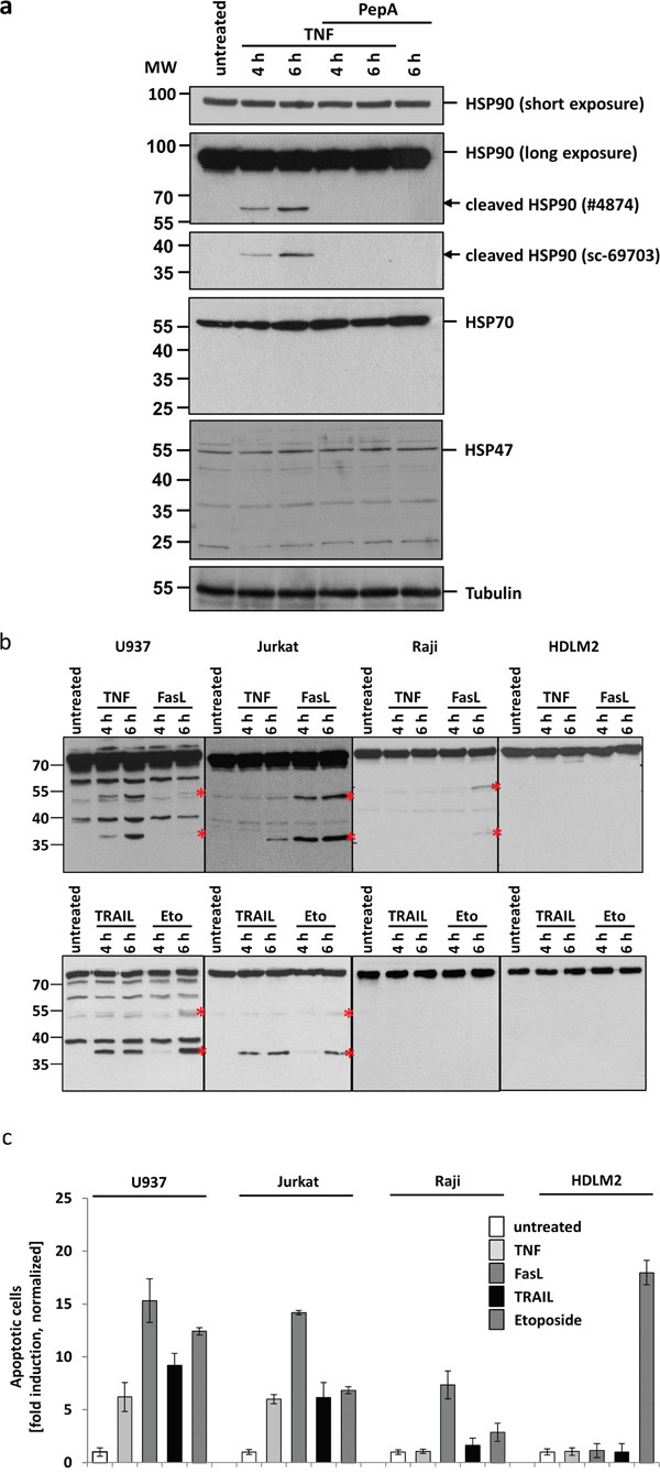CtsD mediates HSP90 cleavage upon apoptosis induction by TNF.
