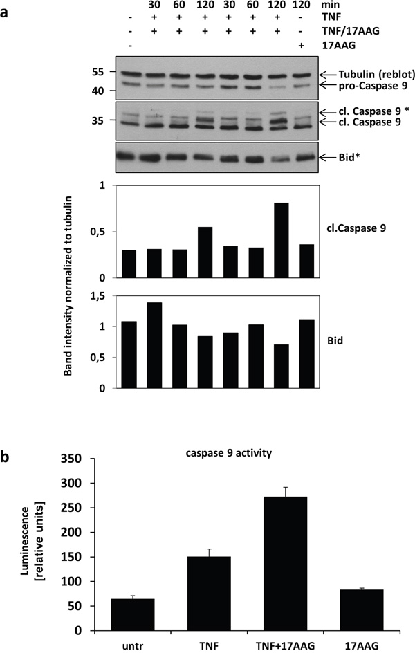 Analysis HSP90 downstream signalling.