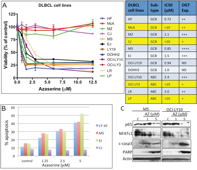 Pharmacologic targeting of the hexosamine biosynthetic pathway (HBP) in diffuse large B-cell lymphoma (DLBCL).