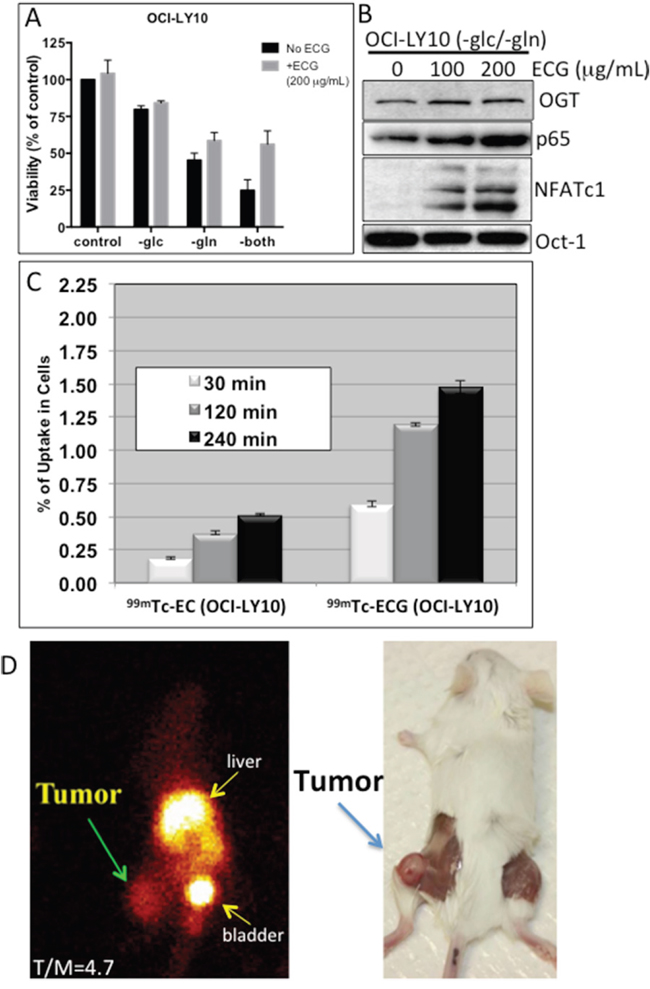In vitro technetium-99m-ethylenedicysteine-N-acetylglucosamine (99mTc-ECG) uptake in diffuse large B-cell lymphoma (DLBCL) cells and in vivo 99mTc-ECG imaging in a severe combined immunodeficiency mouse lymphoma model.