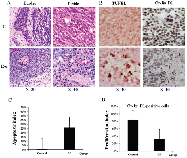 Lumbar puncture-administered resveratrol inhibits proliferation and enhances apoptosis and autophagy in orthotopic rat glioblastomas.