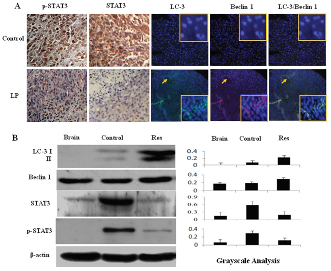 Effects of lumbar puncture-administered resveratrol on STAT3 signaling and autophagy-related protein expression.