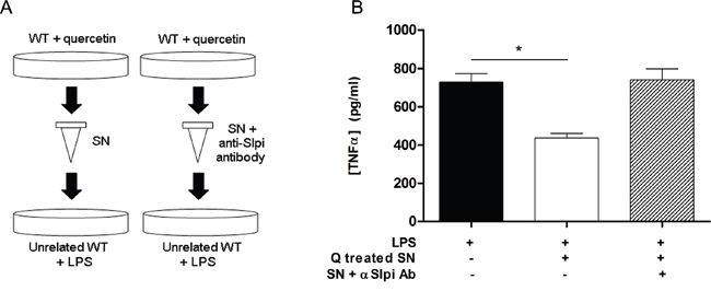 Extracellular Slpi suppresses TNF&#x03B1; secretion.