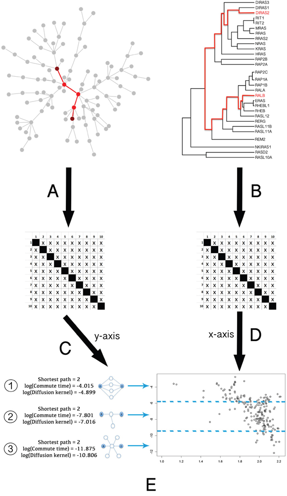 General pipeline of the Ras protein pairs phylogenetic and network distance measurements and comparison.