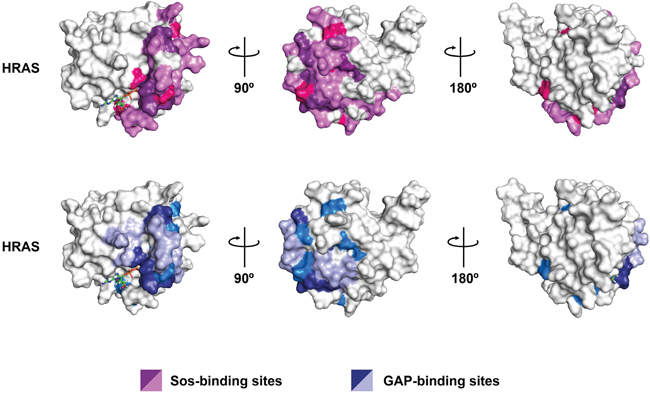 Spatial distribution of all DIRP in HRAS protein.