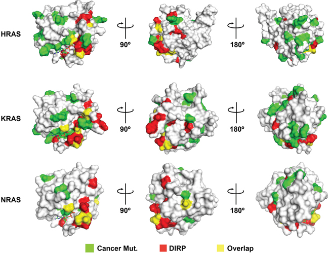 DIRP overlap with or are positioned near to residues frequently mutated in cancer.