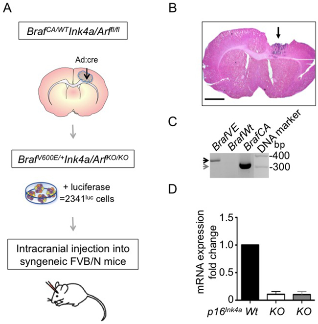 BrafV600E mutant Ink4a-Arf deleted tumor-derived cells form syngeneic grafts.