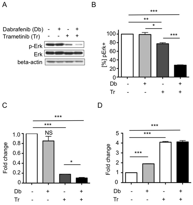 Combined BRAFV600E and MEK inhibition effects on MAPK pathway activity, tumor cell growth and apoptosis.