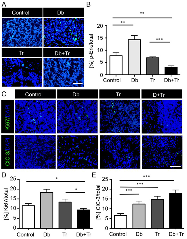 BRAFV600E and MEK inhibitor mono- and combination therapy effects on MAPK pathway activity, proliferation and apoptosis in syngeneic 2341luc grafts.